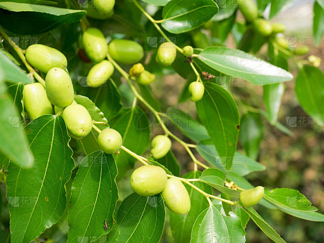 解梦梦见绿枣，揭秘梦境中的绿色果实预示,象征,事业,挑战,第1张