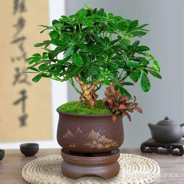 揭秘最旺的水绿植，养一盆，财运亨通，家居和谐,事业,气场,美好,第1张