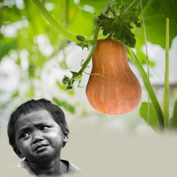 梦到烂南瓜的征兆与解梦解析,象征,自我,解梦,第1张