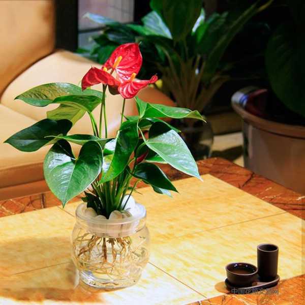 家中摆放哪些花卉有助于提升运势,能量,美好,风水,第1张