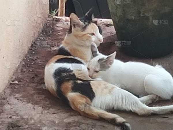 揭秘家庭猫咪数量吉凶，你的家中有几只猫咪，运势如何？,象征,事业,希望,第1张