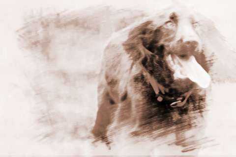 梦见飞狗的奥秘,周公解梦揭示梦境含义,象征,事业,挑战,第1张 梦见飞狗的奥秘,周公解梦揭示梦境含义,象征,事业,挑战,第1张