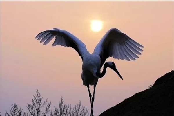 周公解梦,抓鹤的寓意及其象征意义,象征,事业,希望,第1张 周公解梦,抓鹤的寓意及其象征意义,象征,事业,希望,第1张