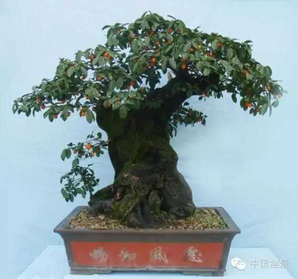 金弹子盆景,寓意的佳品,象征,事业,气场,第1张 金弹子盆景,寓意的佳品,象征,事业,气场,第1张