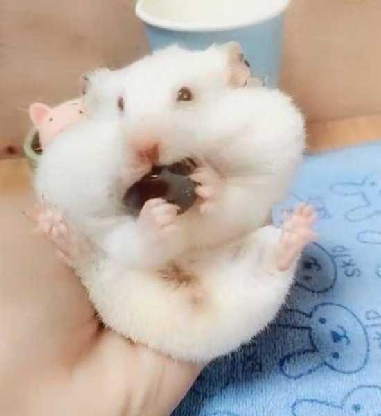 仓鼠名字，揭秘吉凶，为你的小宠挑选最佳命名！,希望,八字,吉凶,第1张