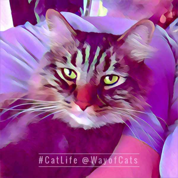 龙宝宝取名时辰智慧，男孩名字的挑选指南,象征,宝宝取名,第1张