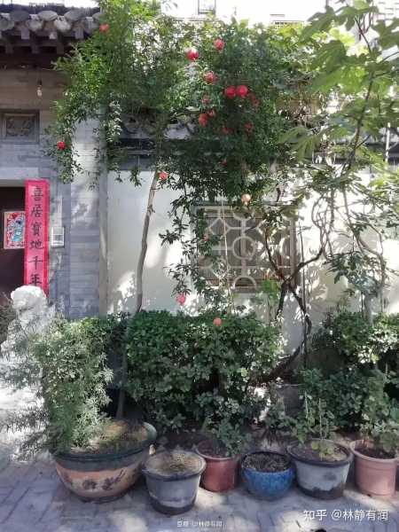 小院种梨树，宜人，品味生活之美,象征,美好,风水,第1张