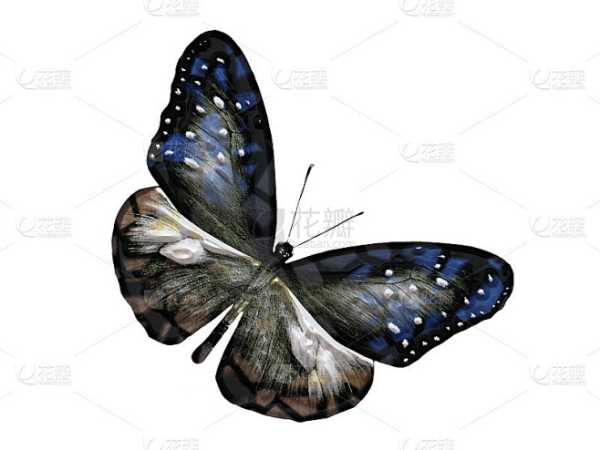 十二星座专属蝴蝶，探寻星座与蝴蝶的神秘缘分,象征,十二星座,星座,第1张