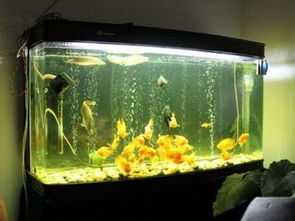 家庭鱼缸养什么好？揭秘鱼缸的选择与摆放技巧,象征,事业,希望,第1张