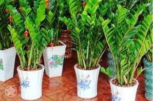 进门口摆什么花卉最好——揭秘入门植物选择技巧,美好,风水,寓意吉祥,第1张 进门口摆什么花卉最好——揭秘入门植物选择技巧,美好,风水,寓意吉祥,第1张