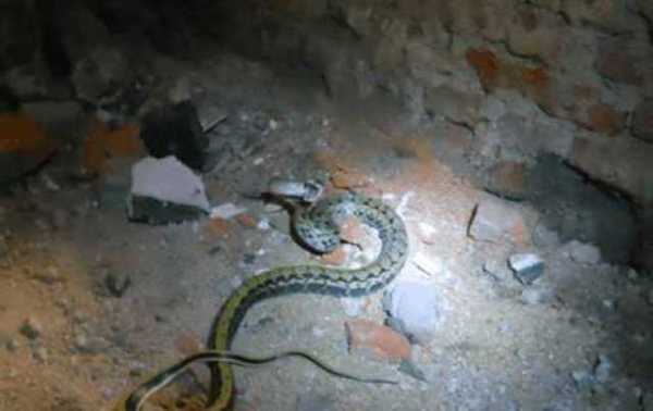 揭秘吃蛇的说法，传统习俗中的神秘寓意,象征,事业,希望,第1张