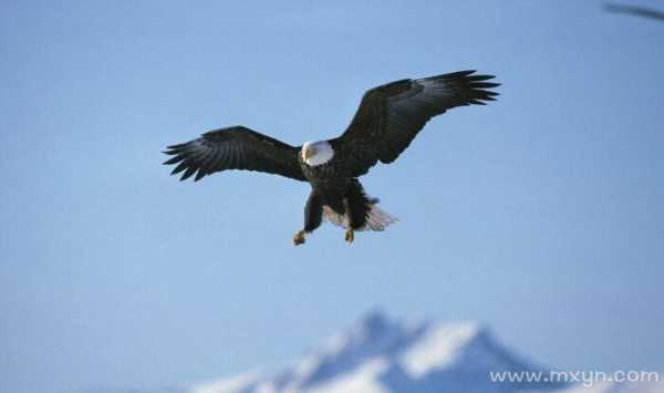 听见鹰叫的预兆与解梦，探寻神秘自然力量的启示,象征,事业,挑战,第1张