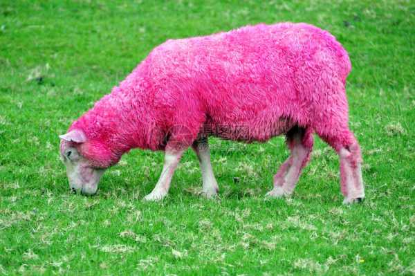 羊兔牛三大生肖运势解析，2024年运势走向揭秘,事业,挑战,希望,第1张