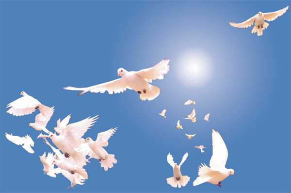 梦见鸽子,揭秘梦境中的和平使者及其征兆意义,象征,命运,事业,第1张 梦见鸽子,揭秘梦境中的和平使者及其征兆意义,象征,命运,事业,第1张