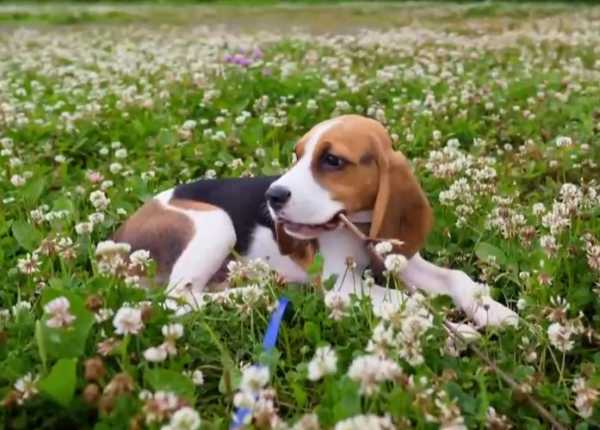 为什么狗不算命?揭秘宠物与命理学的边界,象征,命运,八字,第1张 为什么狗不算命?揭秘宠物与命理学的边界,象征,命运,八字,第1张