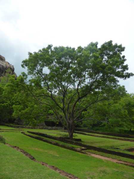 梦见枝叶茂盛，周公解梦揭示的吉凶寓意,象征,命运,事业,第1张