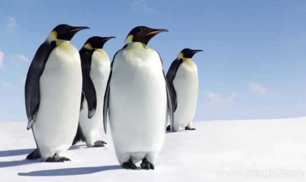 梦见跟企鹅玩，揭秘周公解的寓意与象征,象征,挑战,希望,第1张