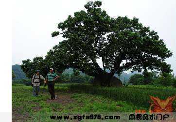 最怕什么树根木子，揭秘树木对的影响与禁忌,象征,事业,气场,第1张