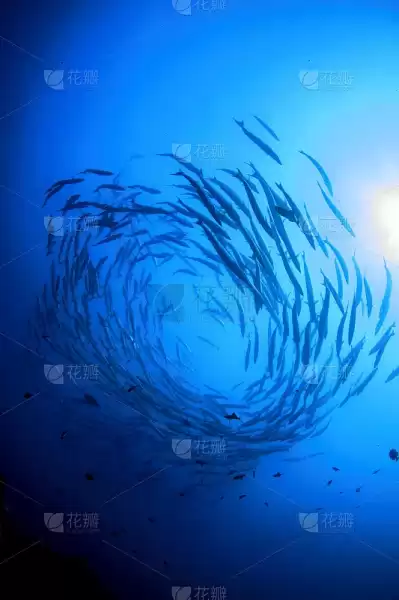 周公解梦，咸梭鱼究竟预示着什么？,象征,事业,挑战,第1张