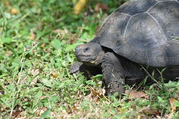 梦到过街乌龟的寓意，周公解的神秘象征,象征,挑战,解梦,第1张