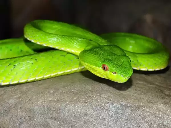 解梦，梦见蛇的预兆，揭秘女性内心的秘密,象征,事业,挑战,第1张