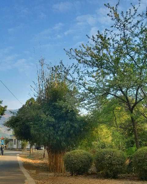 探寻宝地，揭秘适合种植的竹子种类,象征,事业,风水,第1张