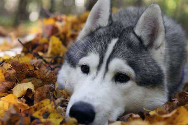 狗年运势大揭秘，十二生肖狗年运势下载指南，助你开启之旅！,象征,事业,挑战,第1张
