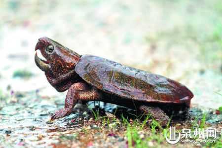 梦到山龟的神秘寓意，解的山龟象征及其深层含义,象征,自我,解梦,第1张
