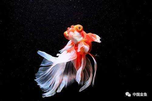 2021年养鱼吉日吉时详解,把握良辰美景,助您鱼跃龙门,象征,希望,吉时,第1张 2021年养鱼吉日吉时详解,把握良辰美景,助您鱼跃龙门,象征,希望,吉时,第1张