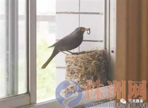 乌鸦散翅讲究，揭秘乌鸦在中的神奇寓意与布局方法,象征,风水,风水布局,第1张