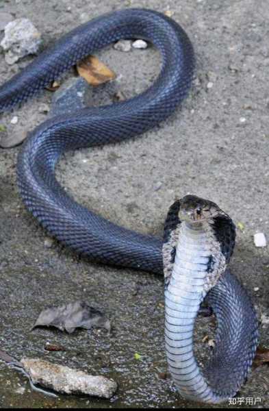 蛇生肖一年运气运势详解，机遇与并存，如何把握运势？,事业,挑战,自我,第1张