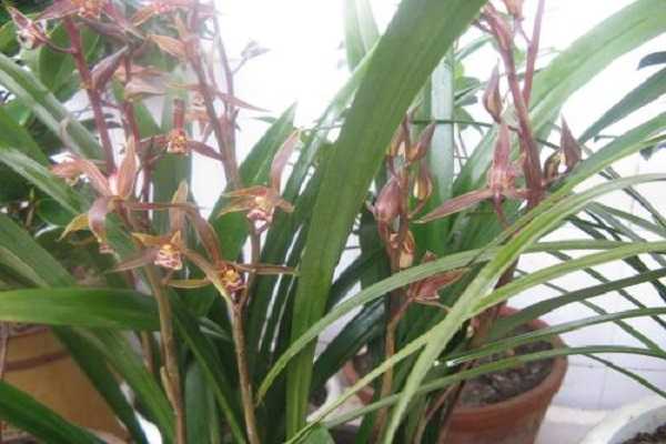 家庭养墨兰讲究，如何让墨兰成为家居宝物,事业,风水,财运,第1张