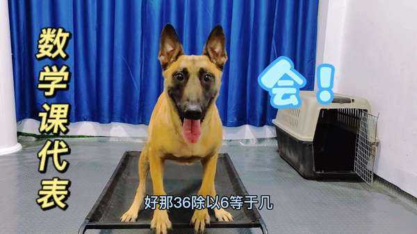 揭秘神奇,为什么狗子会算命?,命运,算命,传承文化,第1张 揭秘神奇,为什么狗子会算命?,命运,算命,传承文化,第1张