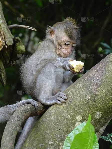 猴子宝宝取名攻略,创意无限,好听又寓意美好,希望,宝宝取名,美好,第1张 猴子宝宝取名攻略,创意无限,好听又寓意美好,希望,宝宝取名,美好,第1张