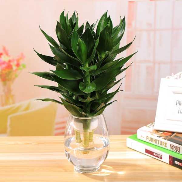 竹选购指南,揭秘最佳购买时机,希望,风水,风水布局,第1张 竹选购指南,揭秘最佳购买时机,希望,风水,风水布局,第1张