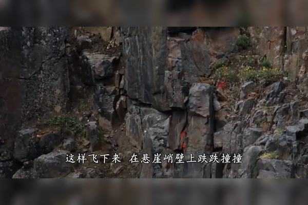 楼顶死亡小鸟,解读神秘预兆,探索解梦奥秘,象征,解梦,解读,第1张 楼顶死亡小鸟,解读神秘预兆,探索解梦奥秘,象征,解梦,解读,第1张