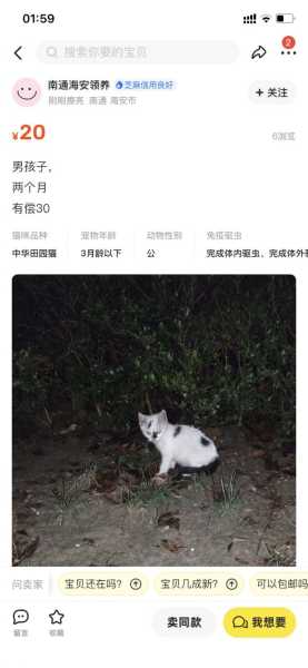 小野猫进家，揭秘其神秘预兆与解梦奥秘,象征,事业,解梦,第1张