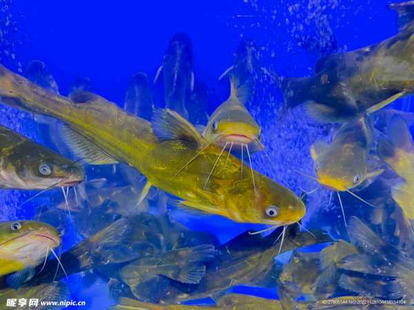 鱼宝宝诞生记，为可爱儿取名的故事,希望,宝宝取名,美好,第1张