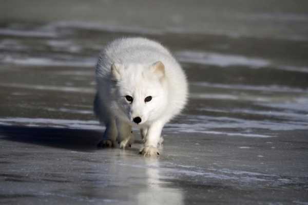 神秘算命中的蓝狐，揭开这种罕见动物的神秘面纱,象征,希望,算命,第1张