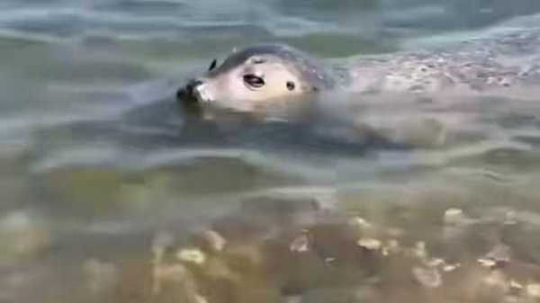 十二星座海豹,揭秘星座与海洋生物的奇妙融合,希望,十二星座,能量,第1张 十二星座海豹,揭秘星座与海洋生物的奇妙融合,希望,十二星座,能量,第1张