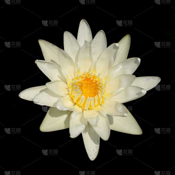 十二星座白莲花是什么意思，星座性格与白莲花形象的结合,十二星座,星座,天秤座,第1张