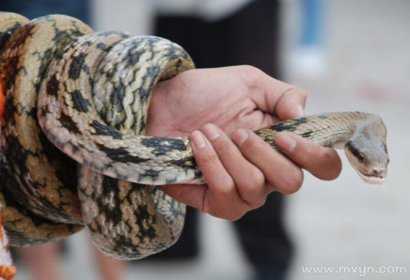 梦见抓蛇尾的深层含义,揭秘梦境中的预兆与象征,象征,事业,挑战,第1张 梦见抓蛇尾的深层含义,揭秘梦境中的预兆与象征,象征,事业,挑战,第1张